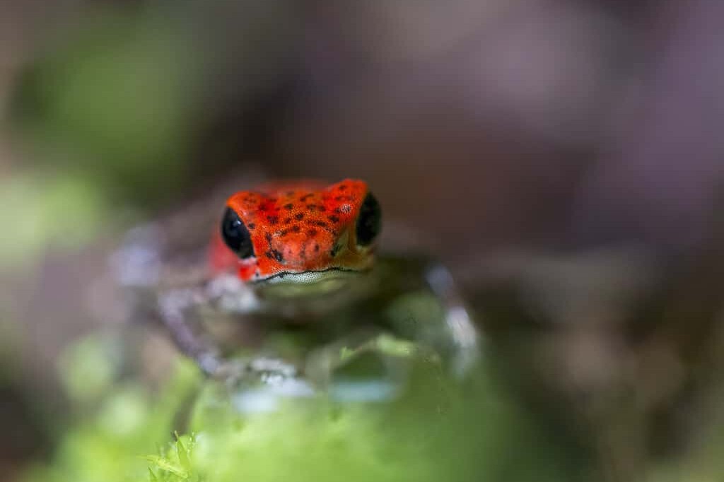 Strawberry Poison dart frog by nj wight