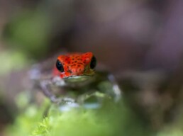 Strawberry Poison dart frog by nj wight