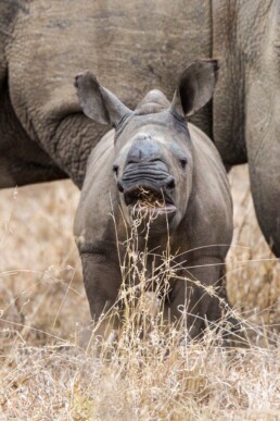 Baby white rhino eating