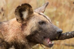 Wild Dog biting a stick.