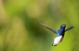 jacobin hummingbird in flight by NJ Wight.