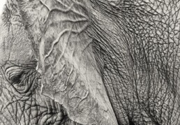 Behind an elephants ear. NJ Wight