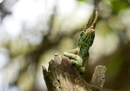 Jackson's Chameleon NJ Wight