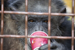 chimps of fauna by njwight