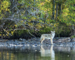 Coyote by the River