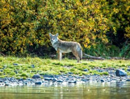 Coyote by the River