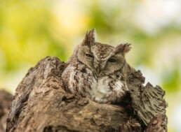 Screech owl looking down/
