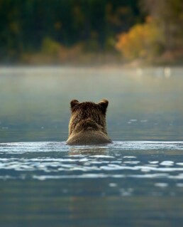Grizzly in river looking away from the camera.