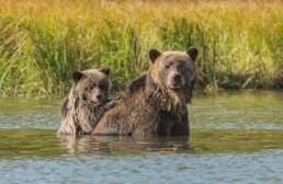 Grizzly cub leaning on Moms back in the river.