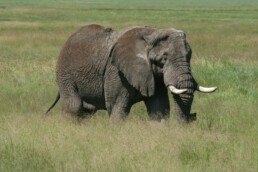 An old bull elephant in the ngorogoro crater