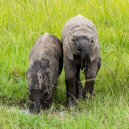 Two baby elephants drinking together.