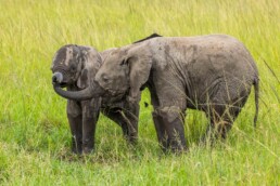 Two baby elephants trunk wrestling and drinking together.