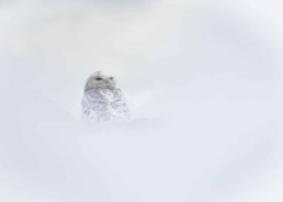 Grizzly with cub and salmon