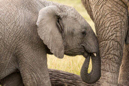 Baby elephant leaning on mother. NJ Wight