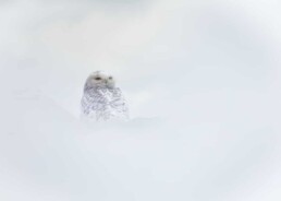 Snowy owl looking ghostly.