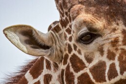 A close up of a giraffe eye.