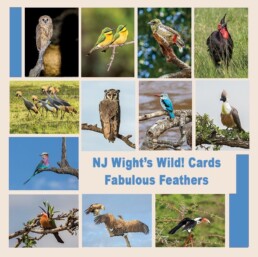 NJ Wight Wild Cards Birds