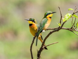 Pair of bee-eaters on a branch.