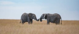 Two young elephants greeting,