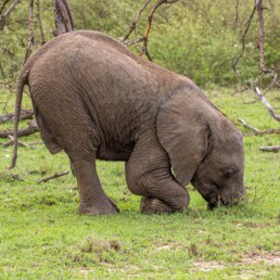 A baby elephant does a face plant.