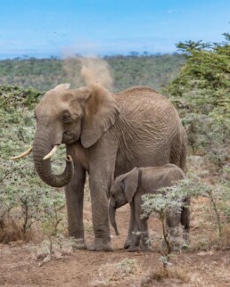 Mother elephant throws dust while baby stands next to her.