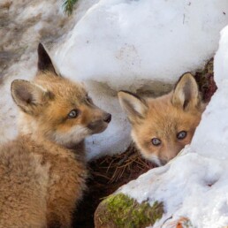 Two fox kitts in the den.