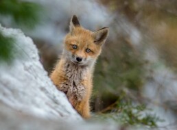 Fox Kitt in the Snow