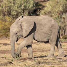 Baby Elephant with Curled Trunk