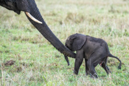 Elephant lifting baby with trunk. NJ Wight