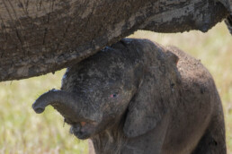 Baby elephant under mother. NJ Wight