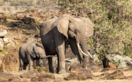 Elephant mother with calf on rocky landscape.