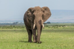 Bull elephant in distance. NJ Wight