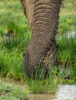 Elephant trunk eating grass. NJ Wight
