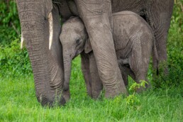 Baby elephant under mother. NJ Wight