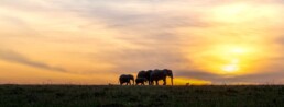 elephants on horizon at sunset.