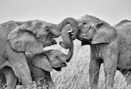 Elephants greeting with trunks entwined. NJWight