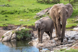 Mother and baby elephant by the river. NJ Wight