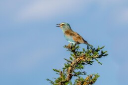 Eurasian roller perched. NJ Wight