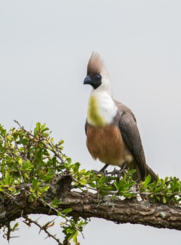 Pale face go away bird.