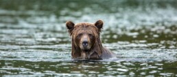 Grizzly in river.