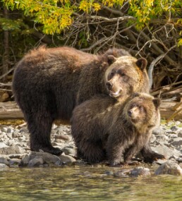 Grizzly Mom and Cub