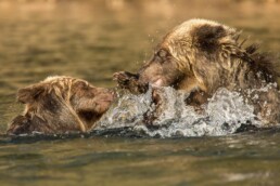 Two girzzly cubs splashing in the river.