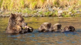 # bear cubs lined up to eat with Mom.