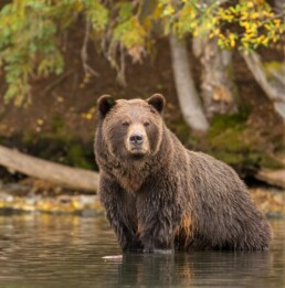 Grizzly bear sitting in river.