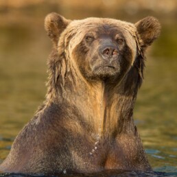 Grizzly close up with water dripping off face.