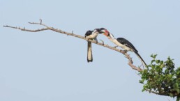 Pair of Von Der Decken hornbills. NJ Wight