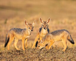 Jackal puppies in the golden light at sunrise.