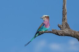 lilac breasted roller.