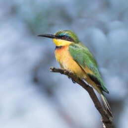 little bee eater.