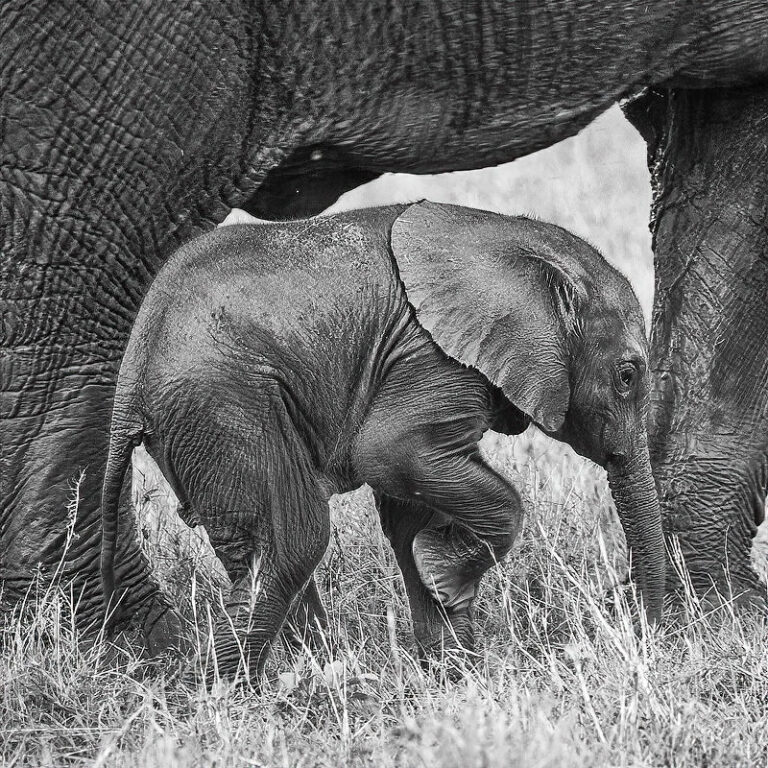 NJ Wight • Wildlife Photographer • Storyteller • Defender of Wild! Ones